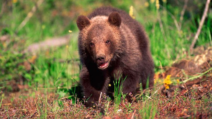 La Europa más salvaje: Bosques y tierras boscosas