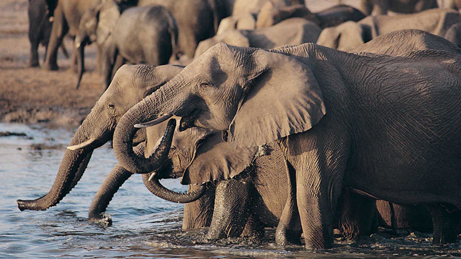 Grandes documentales - El rey elefante