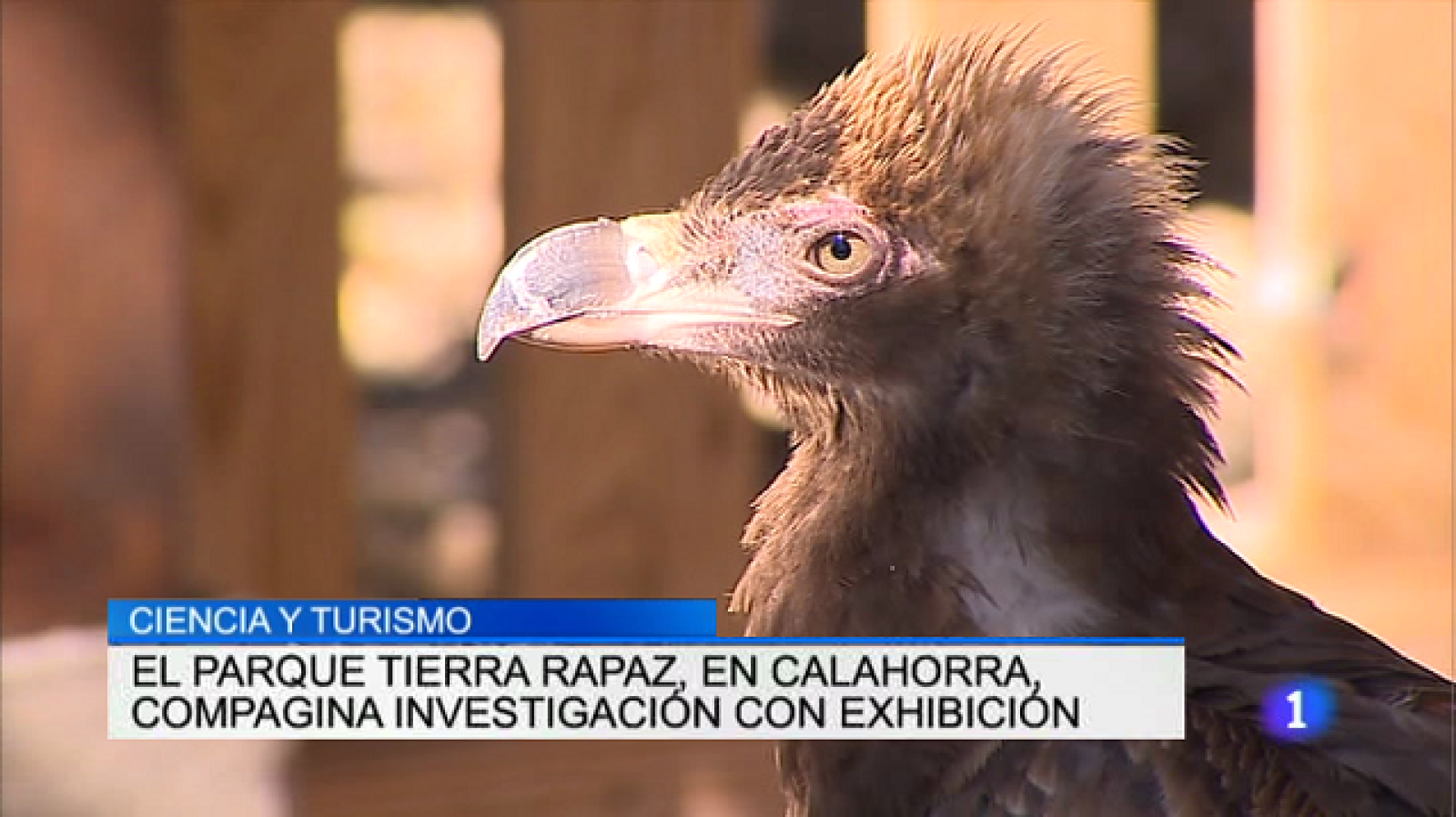 Informativo Telerioja 2 - 17/08/17