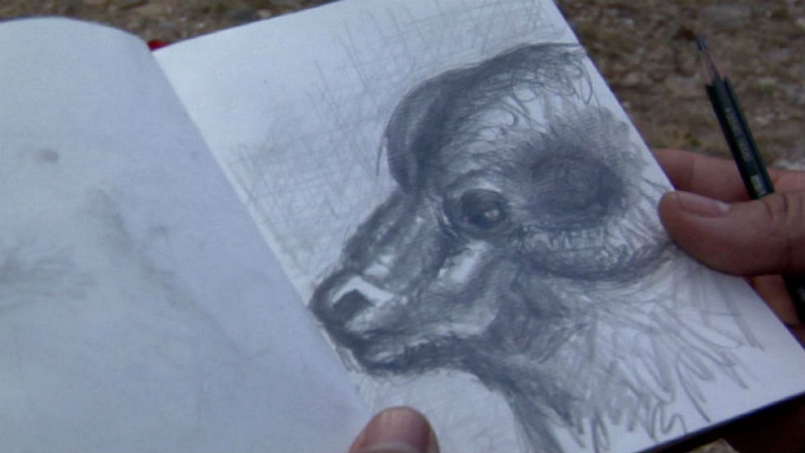 Muflón, el padre de las ovejas