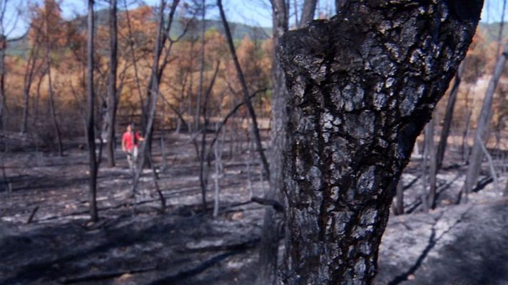 Aquí la Tierra - Estrategias de vida