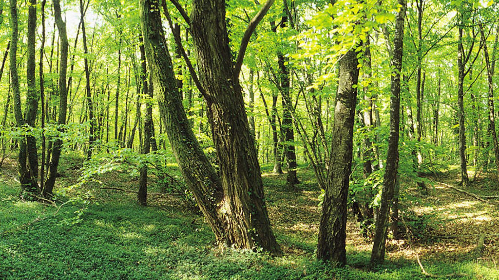 Grandes documentales - El bosque global