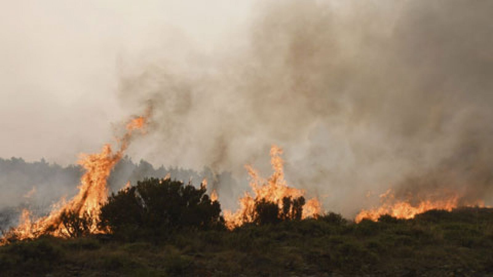 Telediario 1: El incendio intencionado de León avanza sin control y obliga a evacuar a 35 personas | RTVE Play
