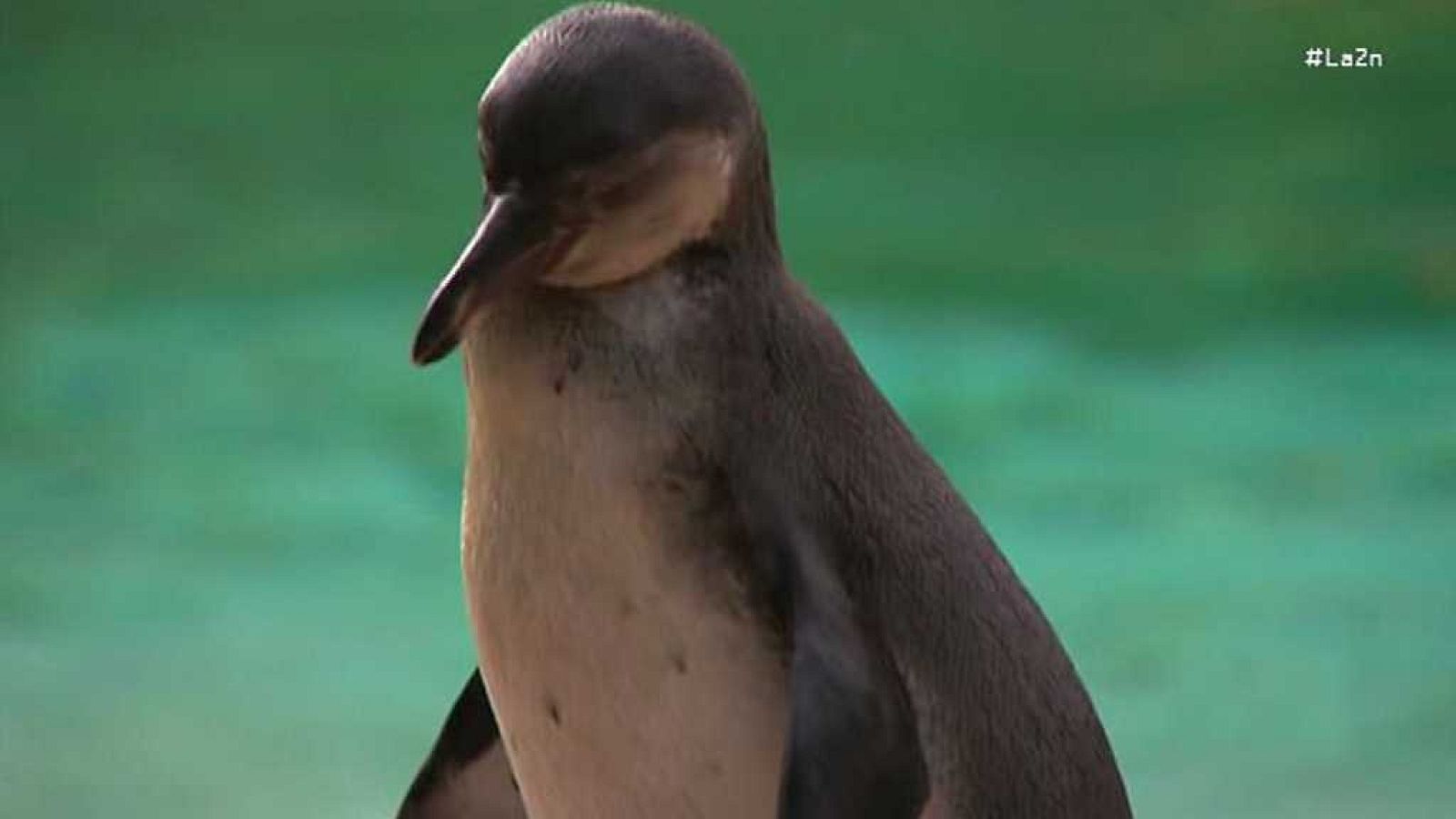 La 2 Noticias - 24/08/17 - ver ahora