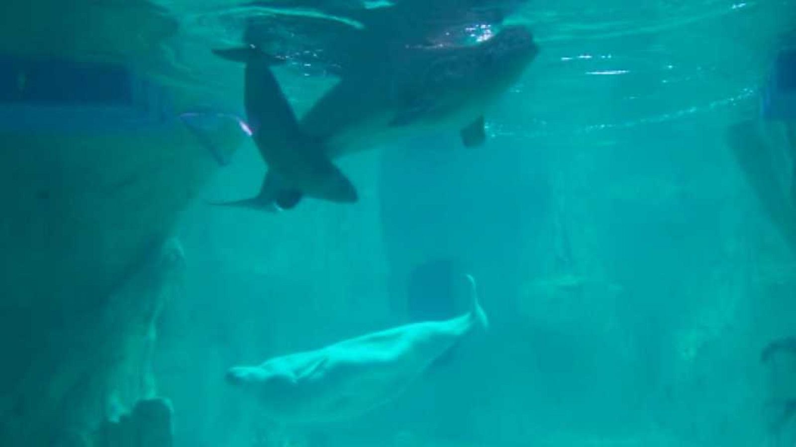 L'Informatiu - Comunitat Valenciana 2 - 25/08/17 - ver ahora