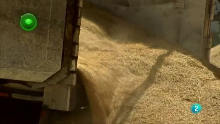 Agrosfera - SEMILLAS ACONDICIONADAS