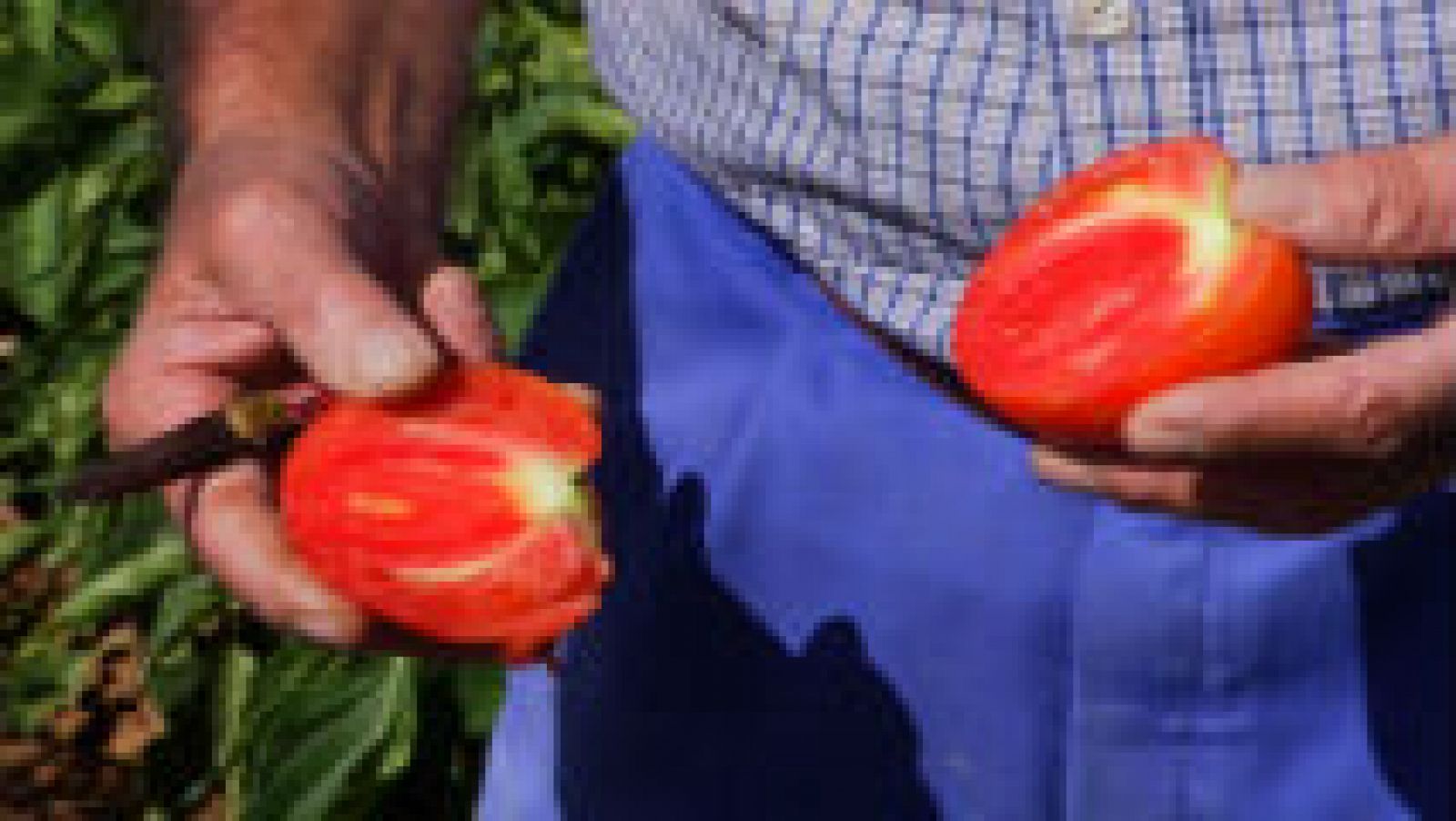 Producción del tomate en Madrid
