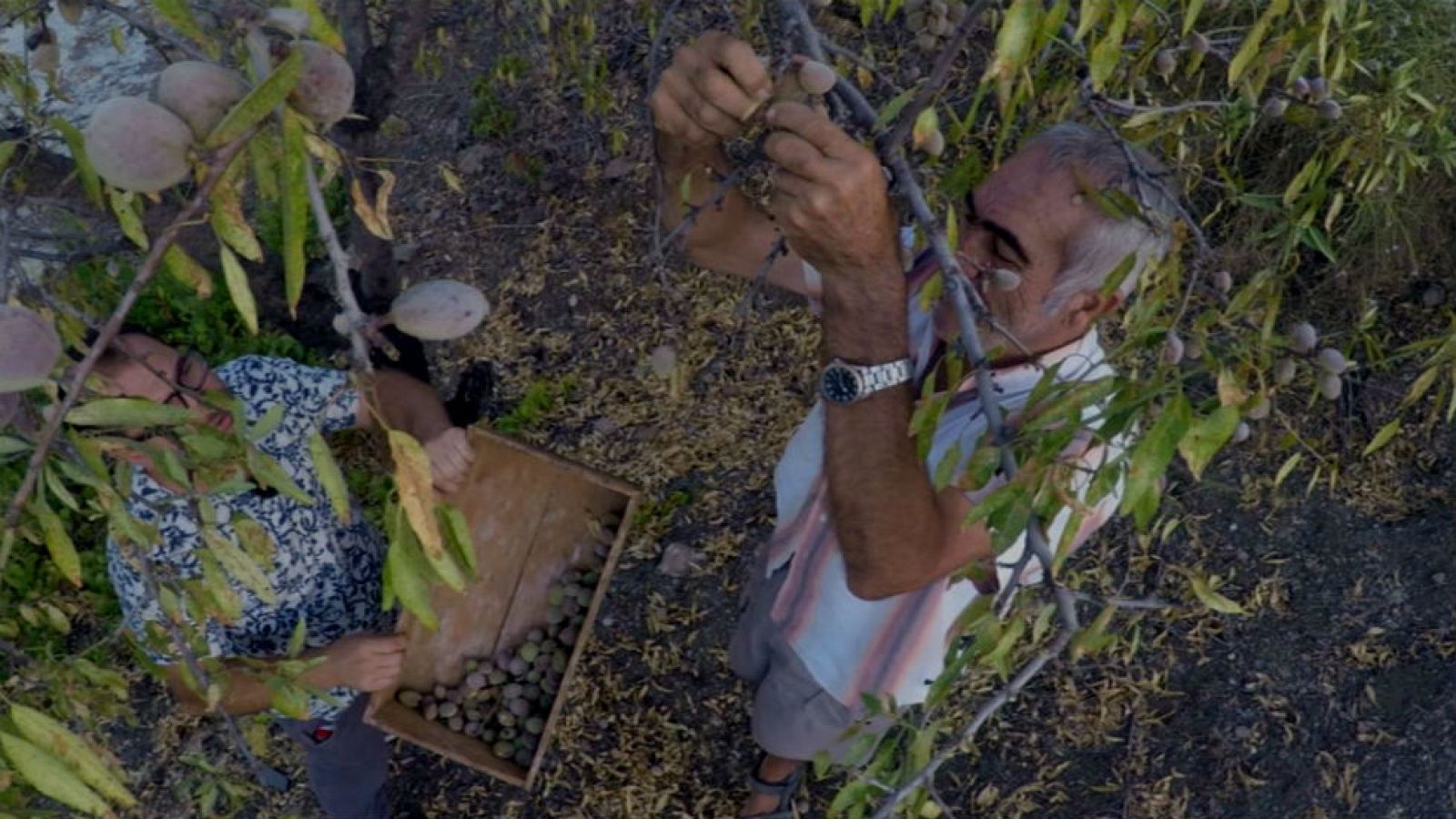 ¿Por qué lo llaman atún cuando quieren decir bonito?