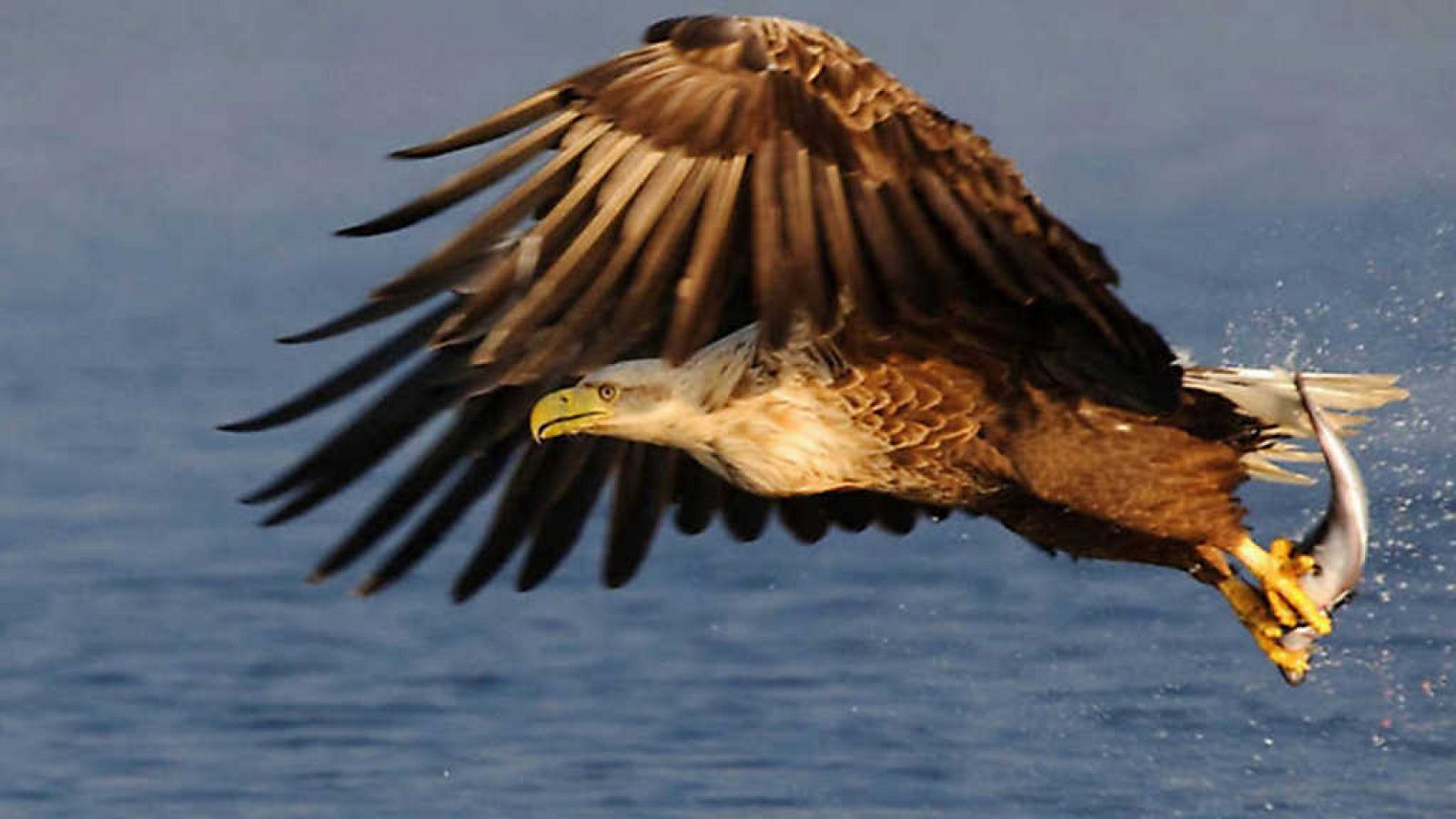 Grandes documentales - El rey de los mares. El águila marina