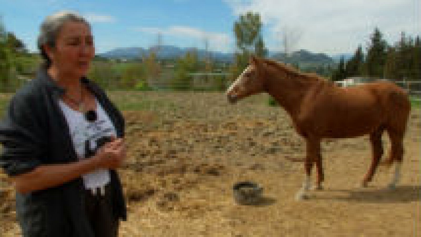 Refugio para caballos maltratados