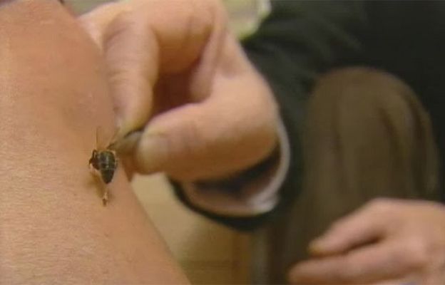 Ciencia y tecnología en Rtve.es - Abejas enfermeras