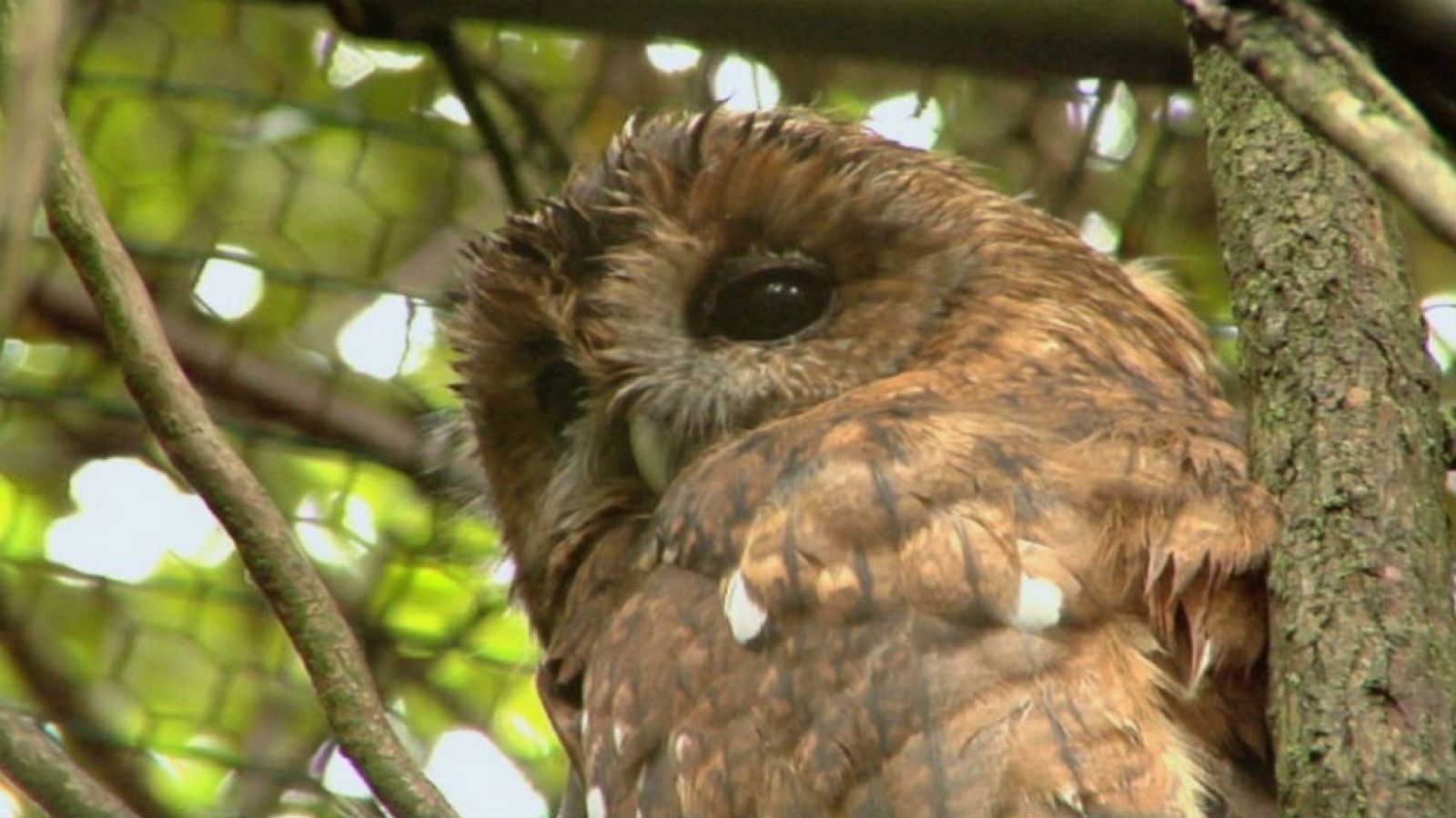 El cárabo, animal nocturno