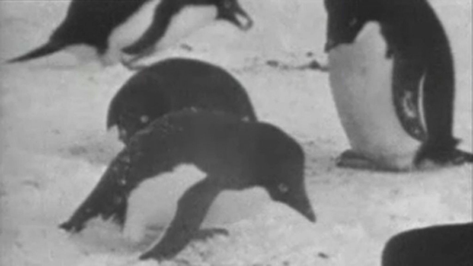 El planeta azul: El mundo de los pingüinos (I) | RTVE Play