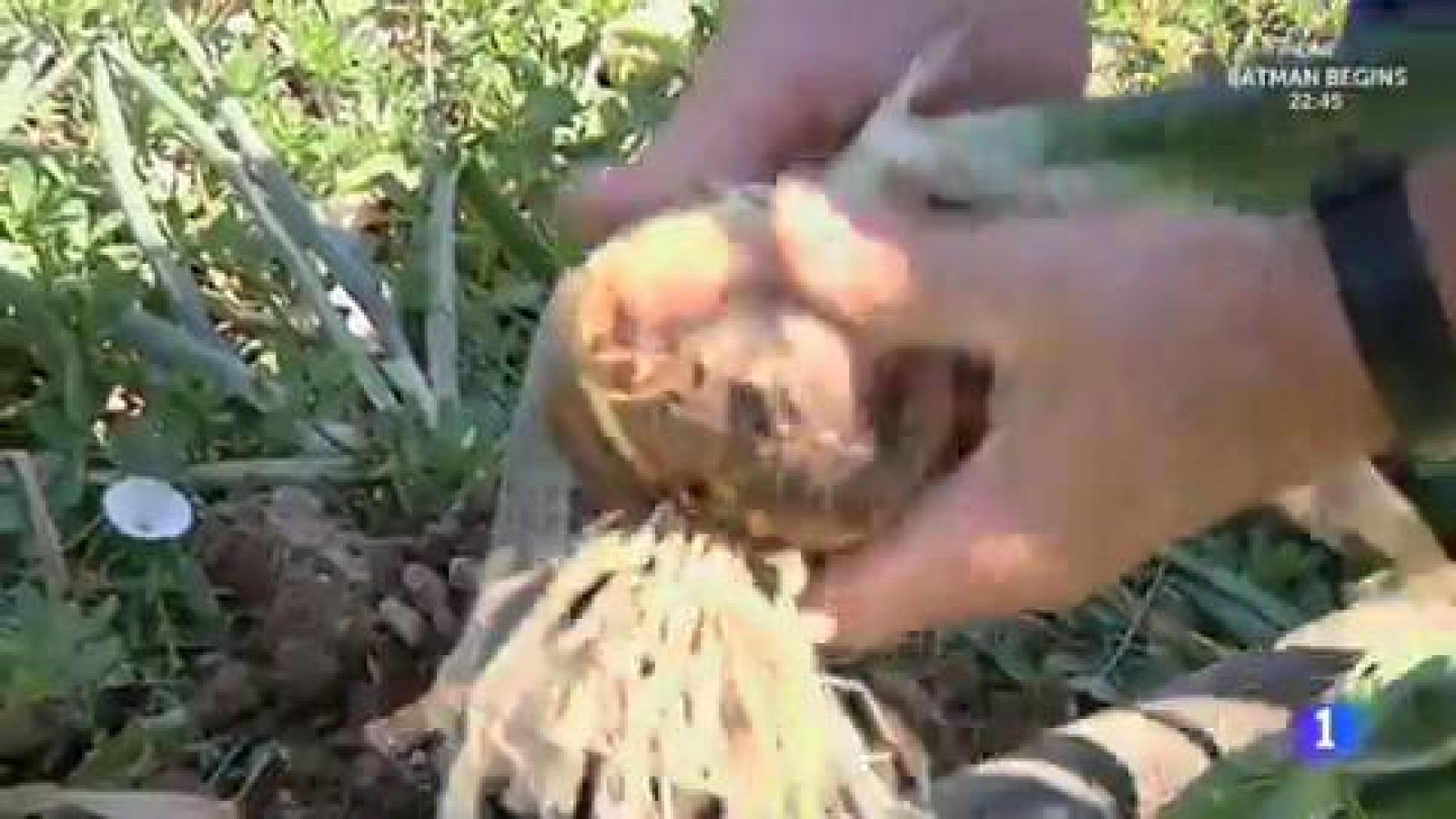 El trovador del campo