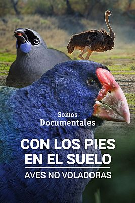 Somos Documentales - Con los pies en el suelo: Aves no voladoras