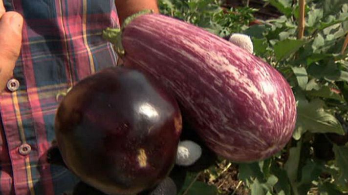 Aquí la Tierra - ¡Dale a tu cuerpo berenjena!