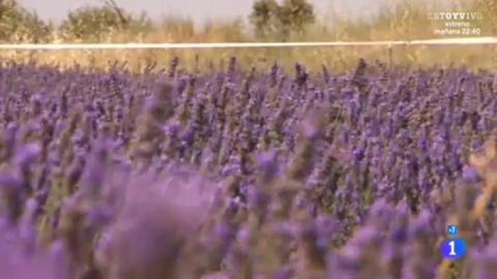 Alargando el verano - Un mar violeta en la Alcarria