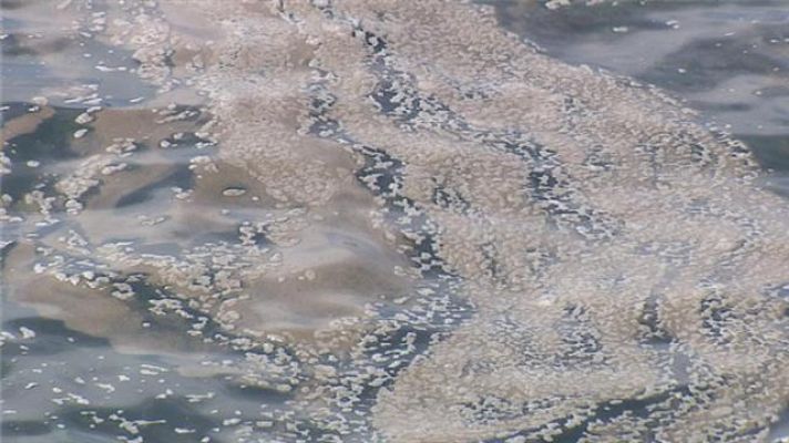  - El afloramiento de microalgas se formó en el océano, y no guarda relación con los vertidos