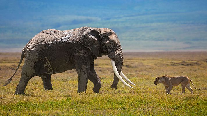 Los depredadores de gigantes de África