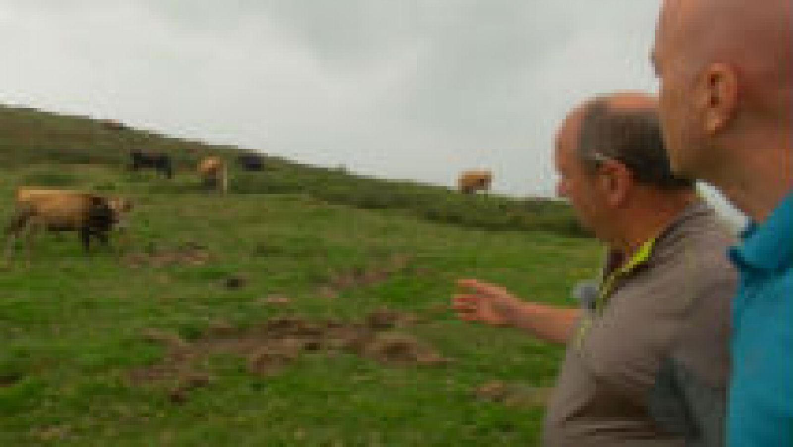 Las curiosas vacas monchinas