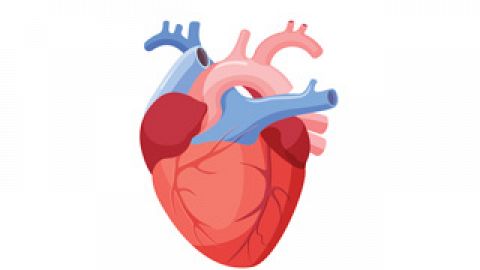 Científicos españoles averiguan por qué el corazón se ubica en el lado izquierdo