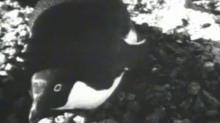 El mundo de los pingüinos (II)