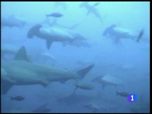 Informe Semanal - La evolución de Darwin