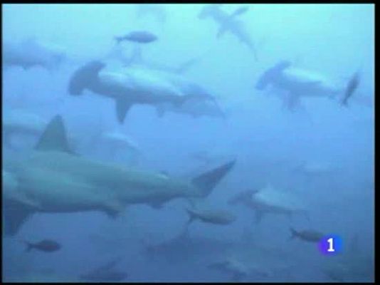 Informe Semanal - La evolución de Darwin