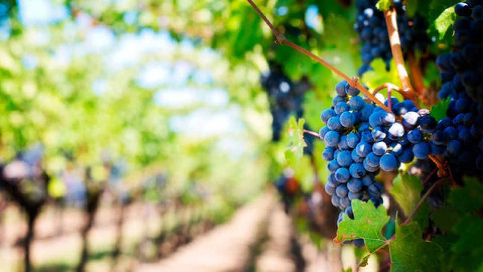Telediario 1: El calor y la sequía adelantan la recolección de uvas | RTVE Play