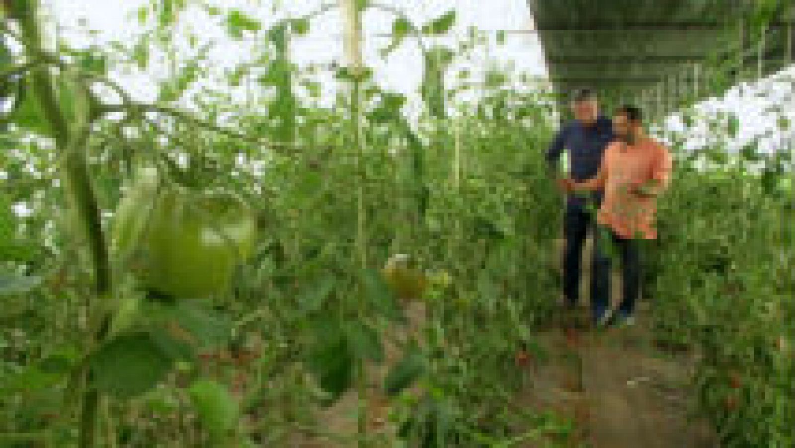  Tomate con acento gallego