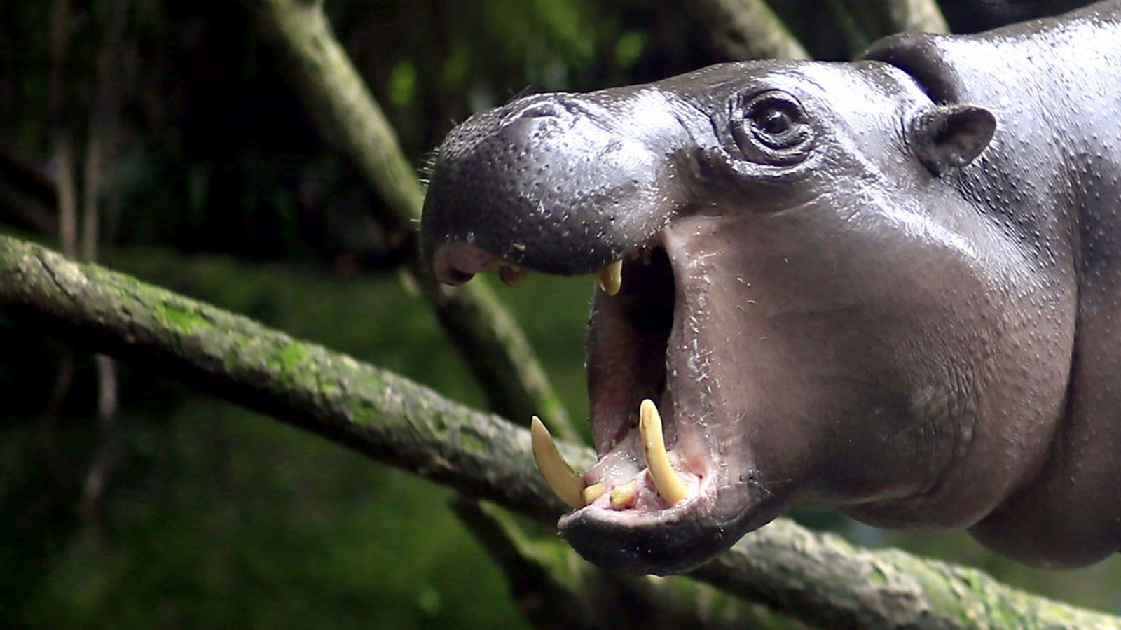 Grandes documentales - Mundo Natural: Operación hipopótamo pigmeo - RTVE.es