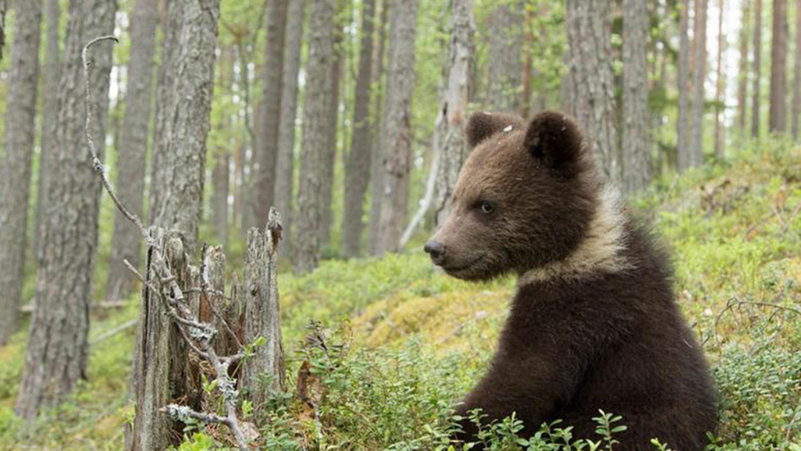 Grandes documentales - Bosques primarios de Rusia: Carelia  - RTVE.es