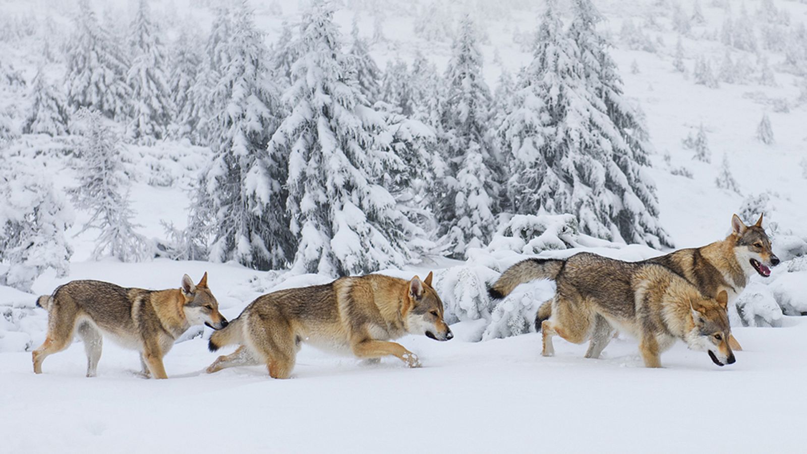 Grandes documentales - La familia de lobos árticos y yo. Capítulo 1 -  