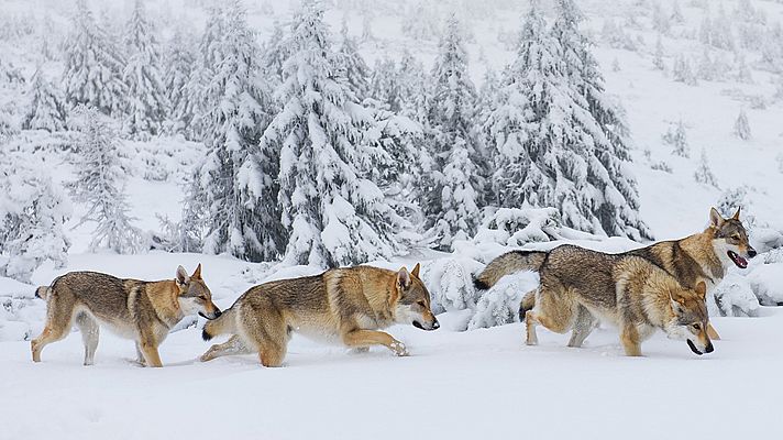 La familia de lobos árticos y yo. Episodio 1