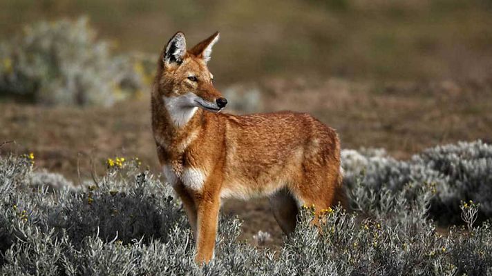 Megeti, el lobo perdido de África