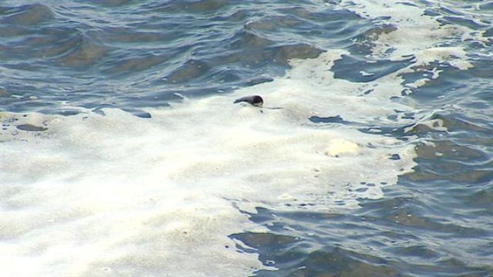 Telecanarias - Telecanarias - 13/09/2017