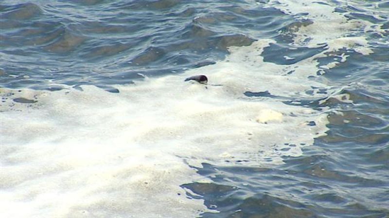  Telecanarias - 13/09/2017