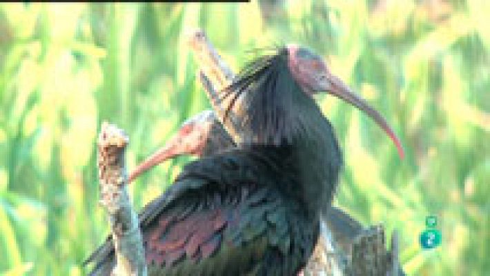 El ibis eremita