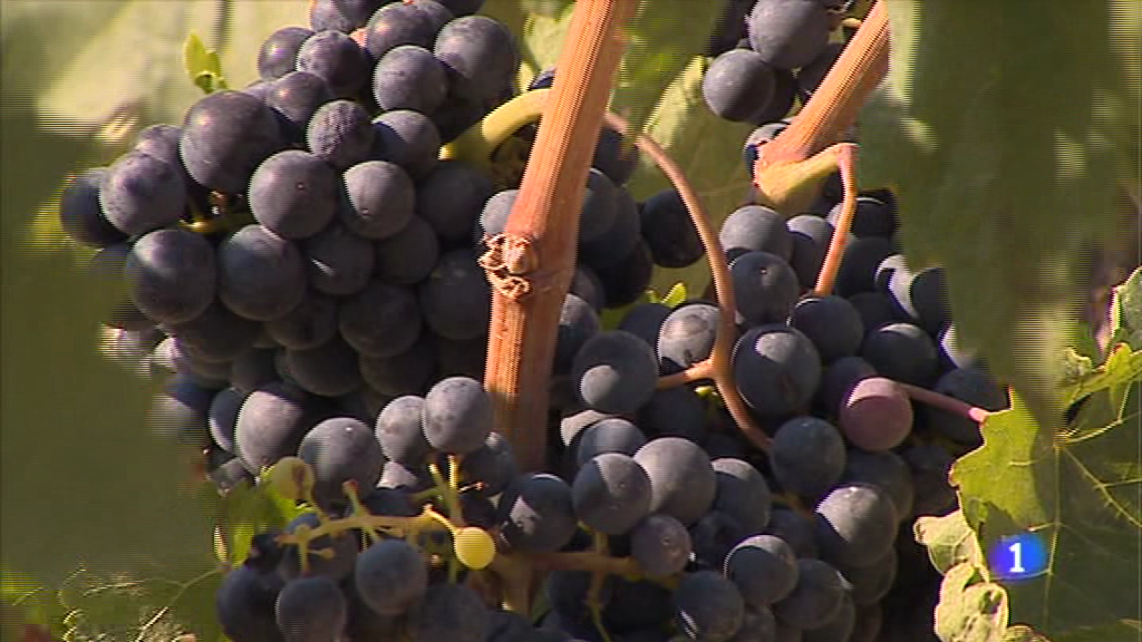 Informativo Telerioja 2 - 14/09/17