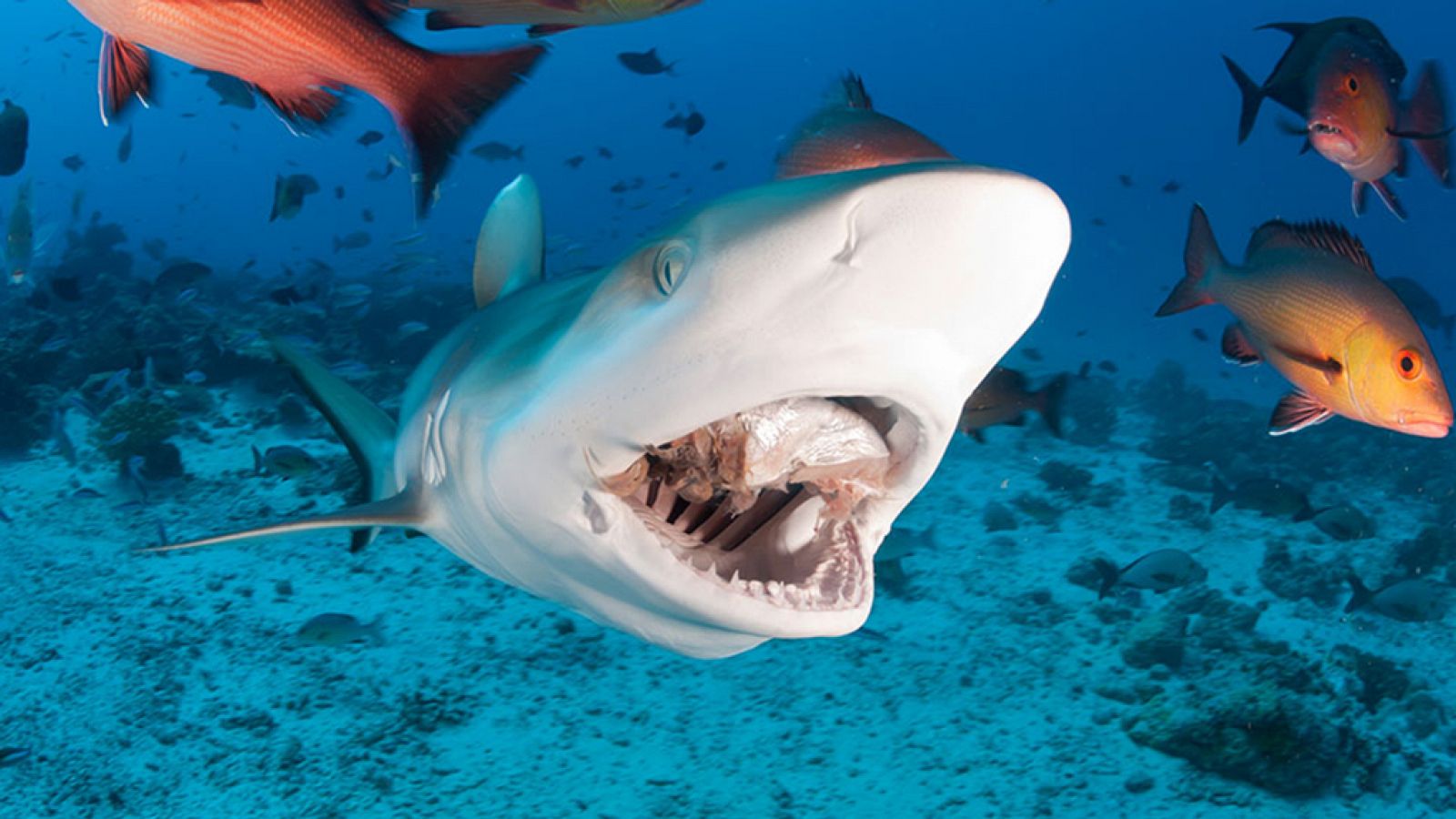Grandes documentales - Peligro, zona de tiburones