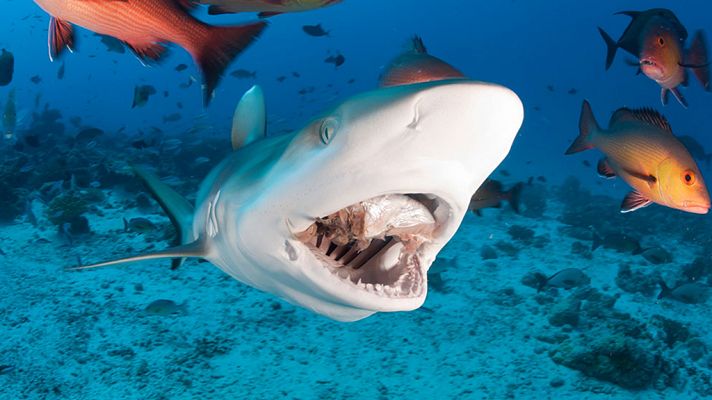 Peligro, zona de tiburones