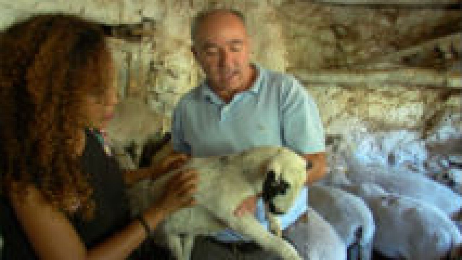 La oveja montesina