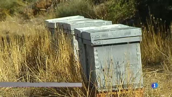 L'Informatiu - Enguany la producció de mel pot caure un 70%