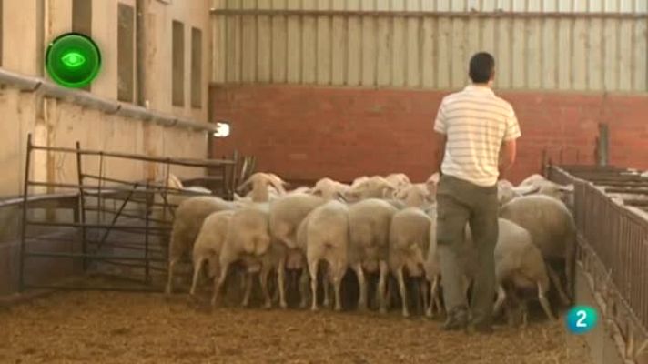 Agrosfera - EXPLOTACIÓN OVINO