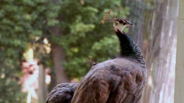 Aquí la Tierra - Visitamos el Jardín del Príncipe en Aranjuez