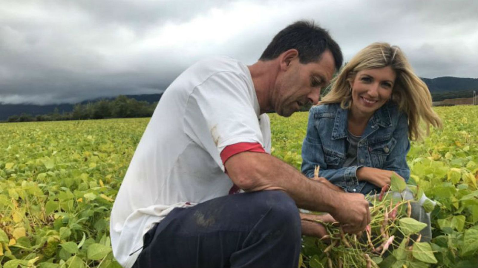 Recolectamos alubia pinta alavesa