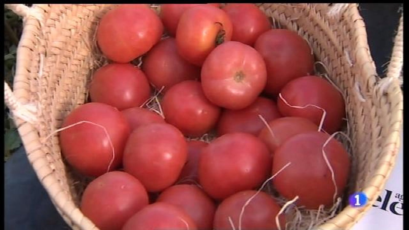 Cerquen a Ariany la tomàtiga del futur