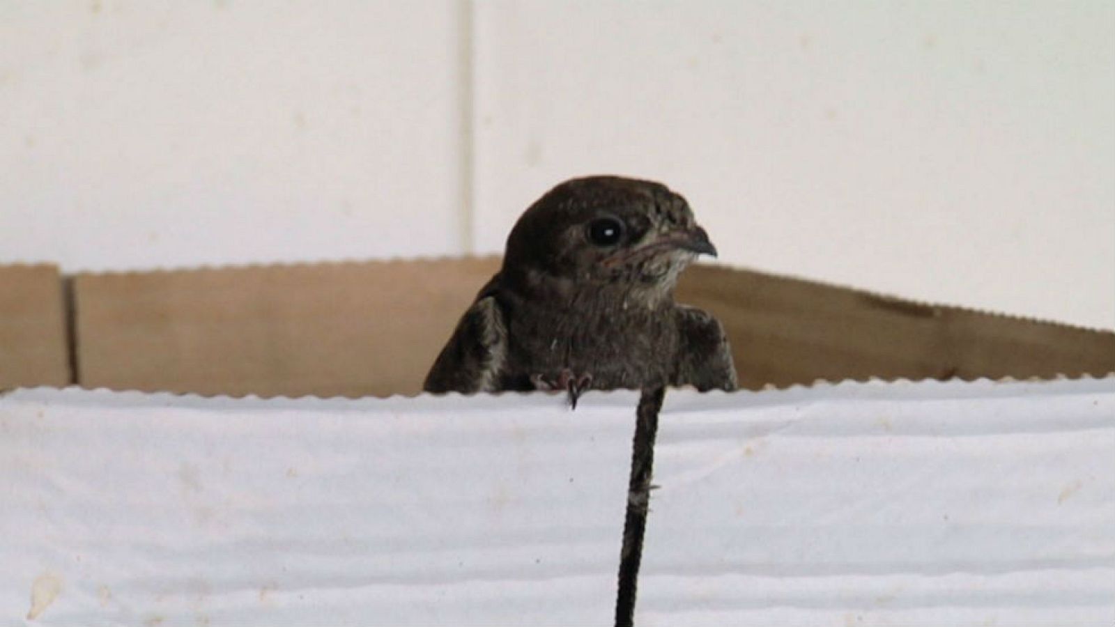 Visitamos una guardería de vencejos