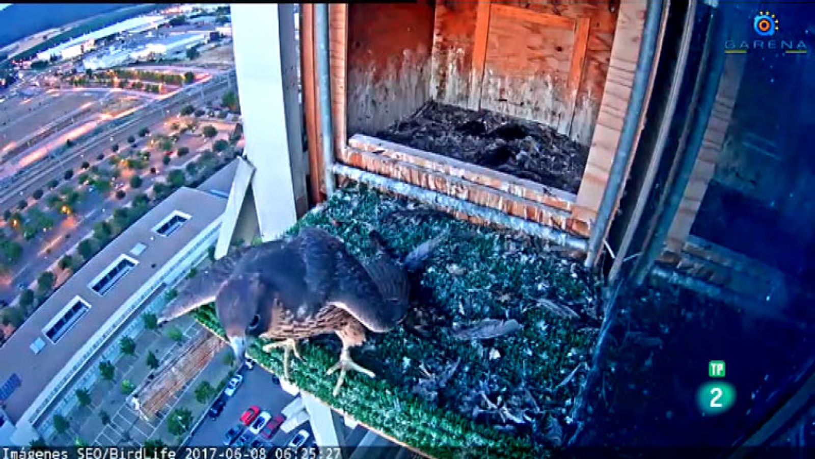 La Aventura del Saber. TVE. Halcones urbanos