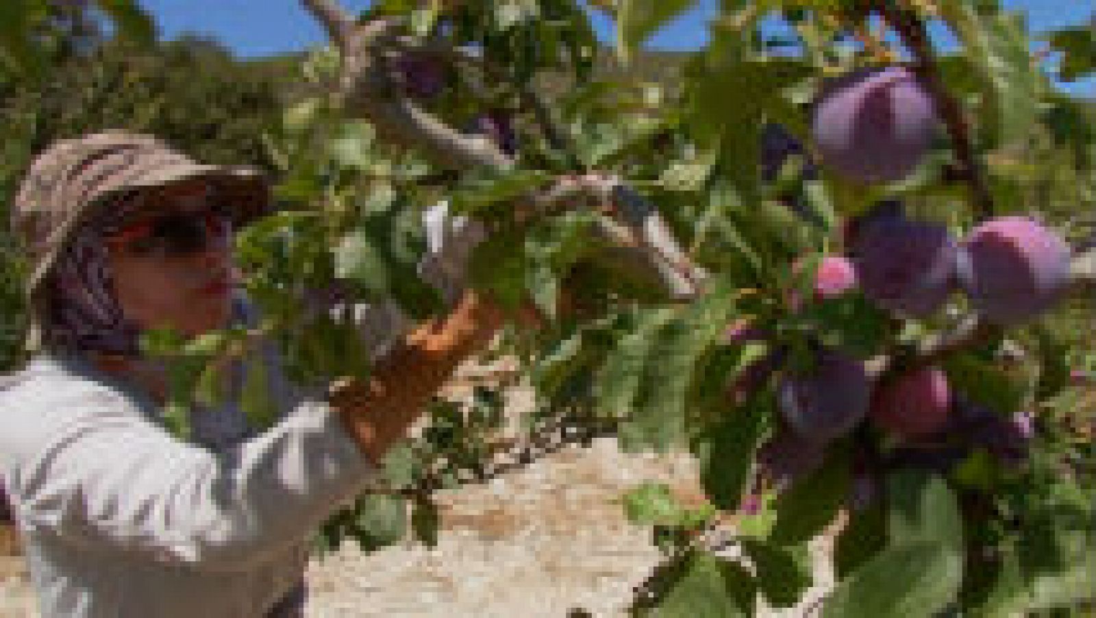 Ciruelas del Mediterráneo